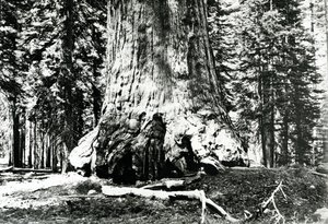 Basen af Grizzly Giant, ca. 1860